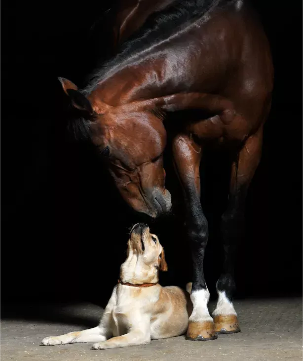 Winbackvet - Physiothérapie pour Chien et Cheval